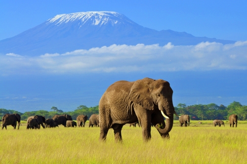 Pachet promo vacanta Safari si Sejur Kenya Safari Kenya Mombasa